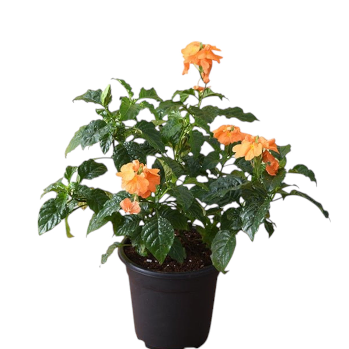 Aboli Plant (Orange Flower)