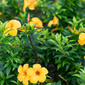 Allamanda Cathartica Dwarf Yellow Plant