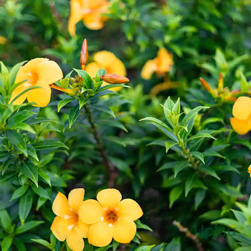 Allamanda Cathartica Dwarf Yellow Plant