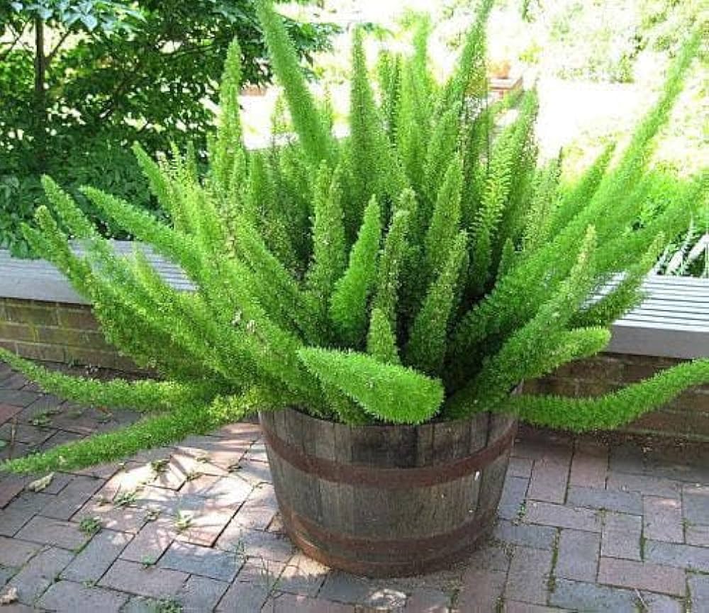 Asparagus Meyeri Plant