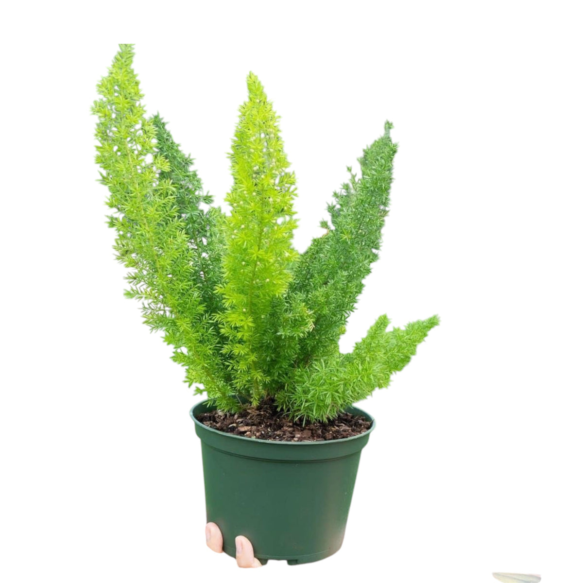 Asparagus Meyeri Plant
