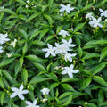 Tagar Dwarf White Plant