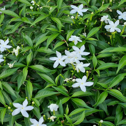 Tagar Dwarf White Plant