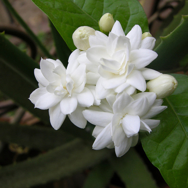 Royal Double Mogra Plant