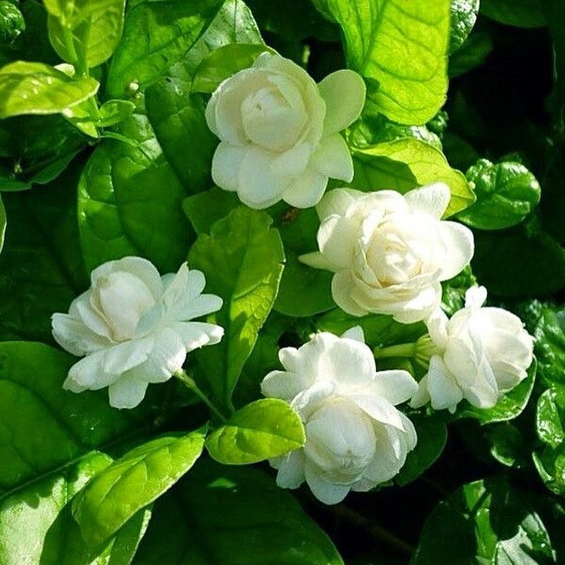 Royal Double Mogra Plant