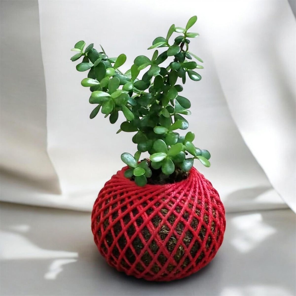 Kokedama Jade Plant