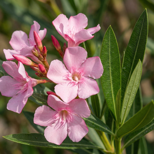Pink Kaner Plant (Oleander)