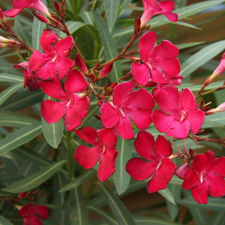 Red Kaner Plant (Red Oleander)