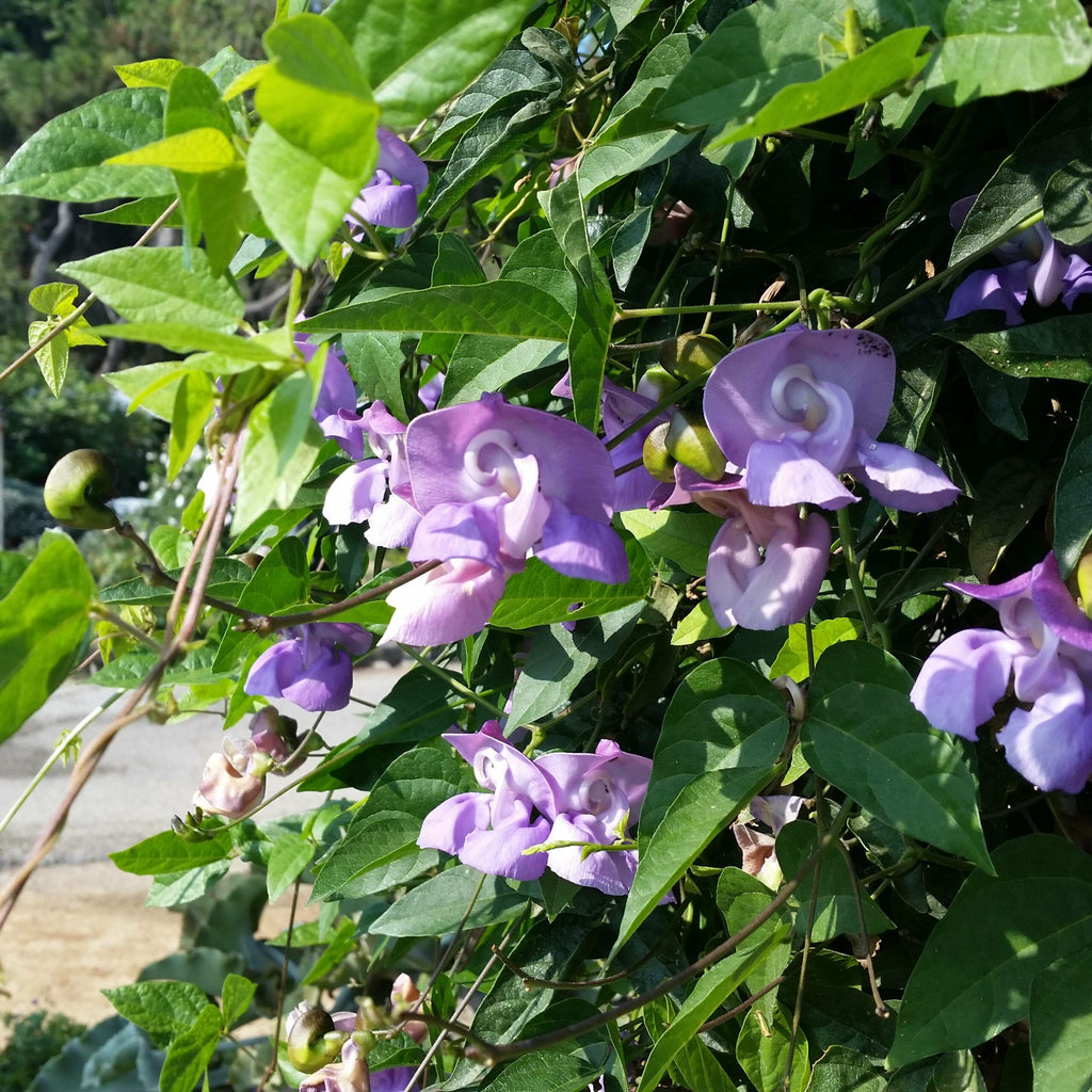 Ganesha Vine