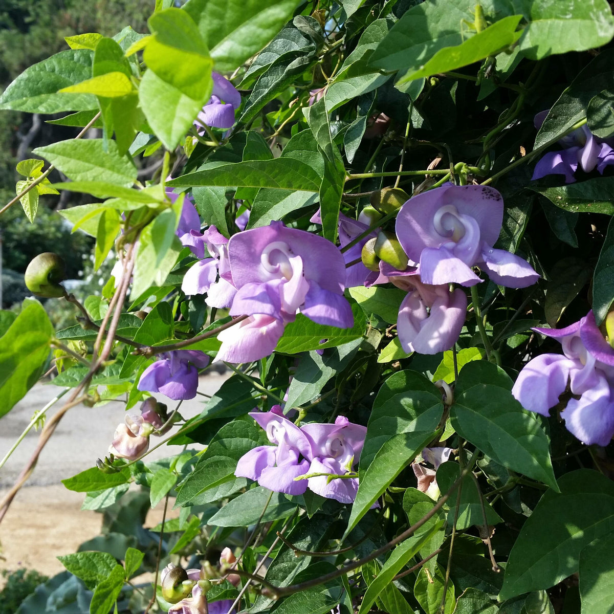 Ganesha Vine
