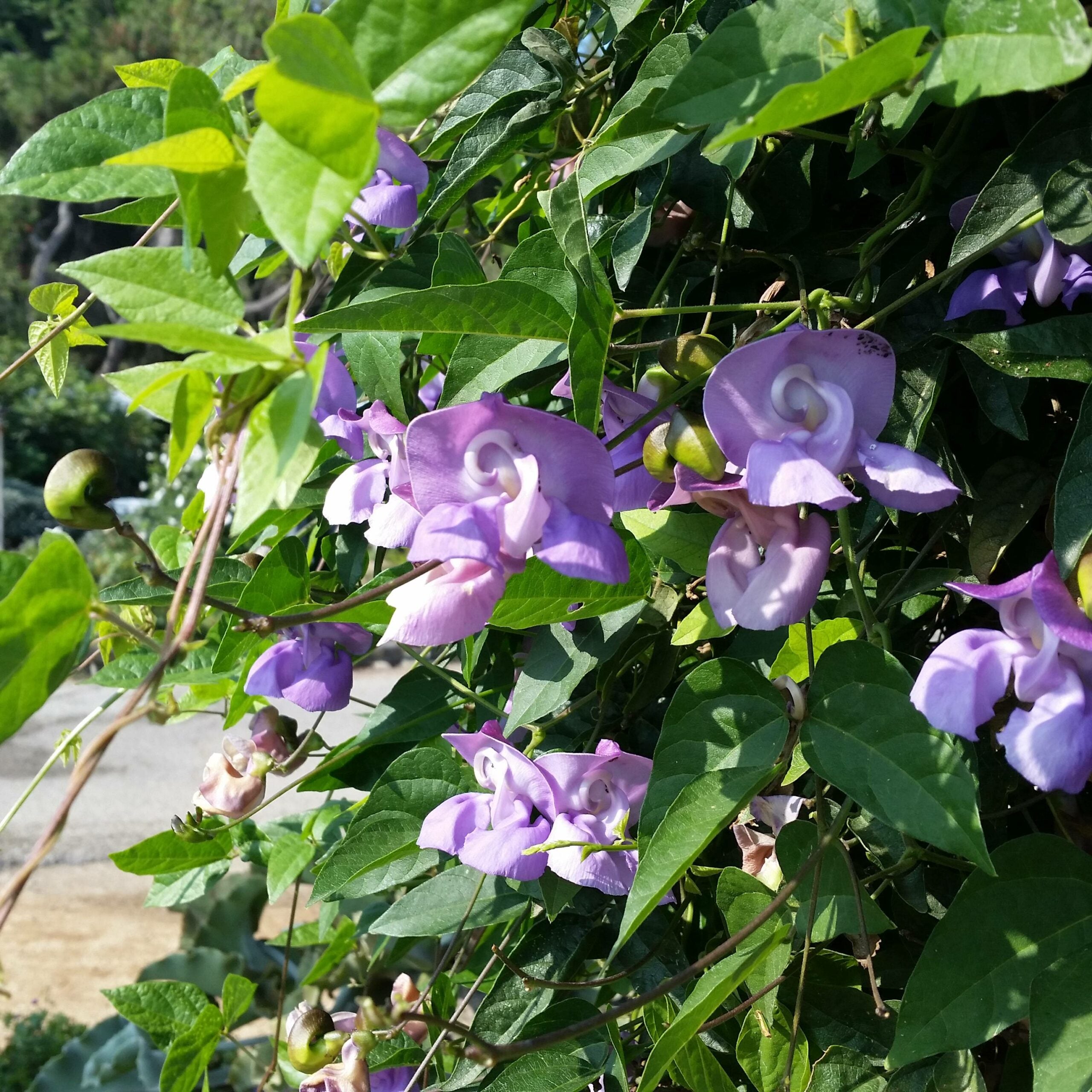 Ganesha Vine