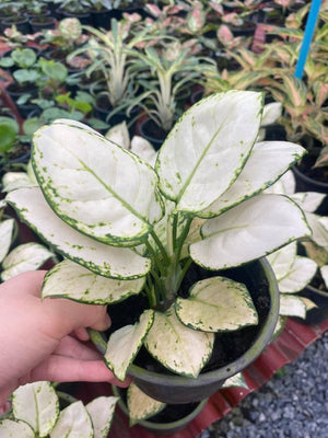 Aglaonema Super White Plant