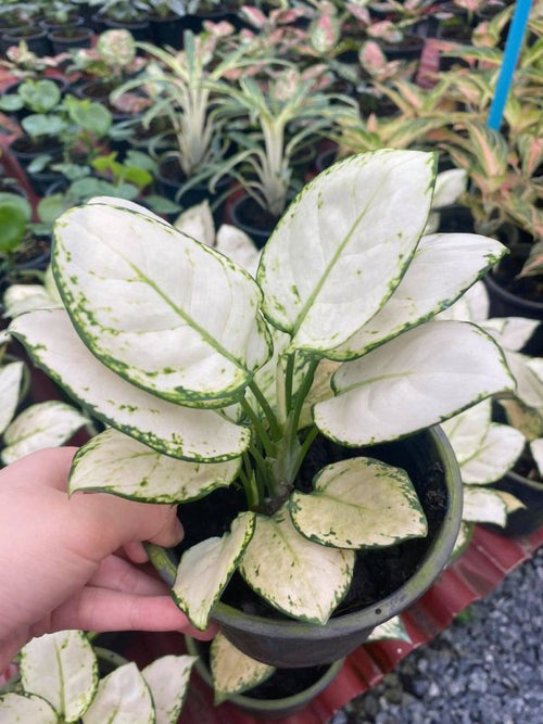 Aglaonema Super White Plant