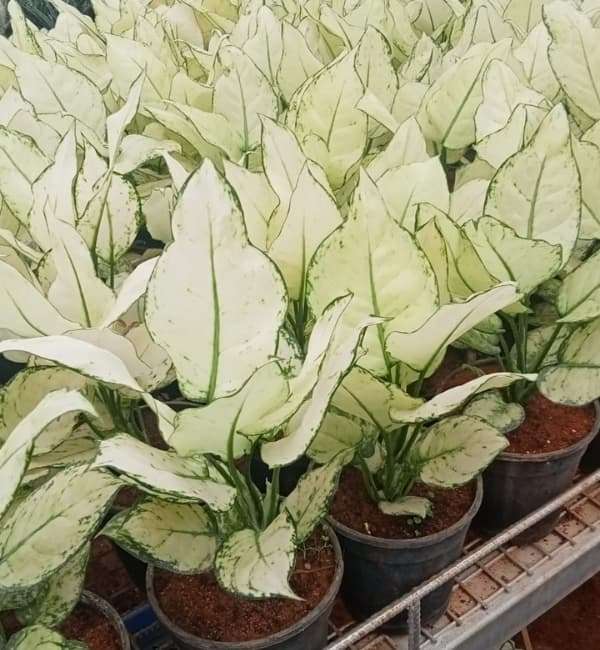 Aglaonema Super White Plant