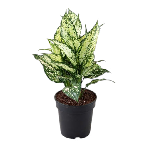 Aglaonema Snow White Plant