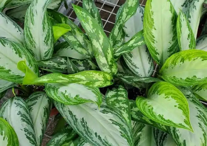 Aglaonema Silver Bay Plant