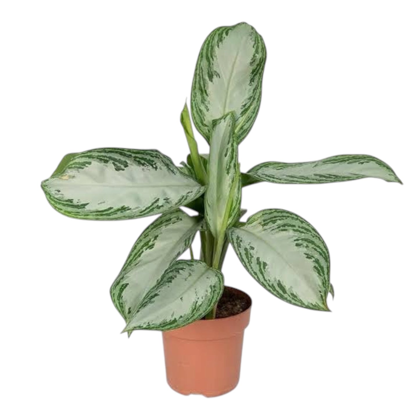 Aglaonema Silver Bay Plant