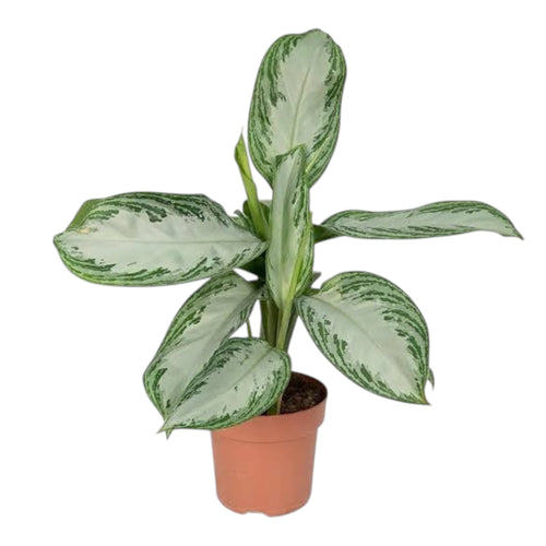 Aglaonema Silver Bay Plant