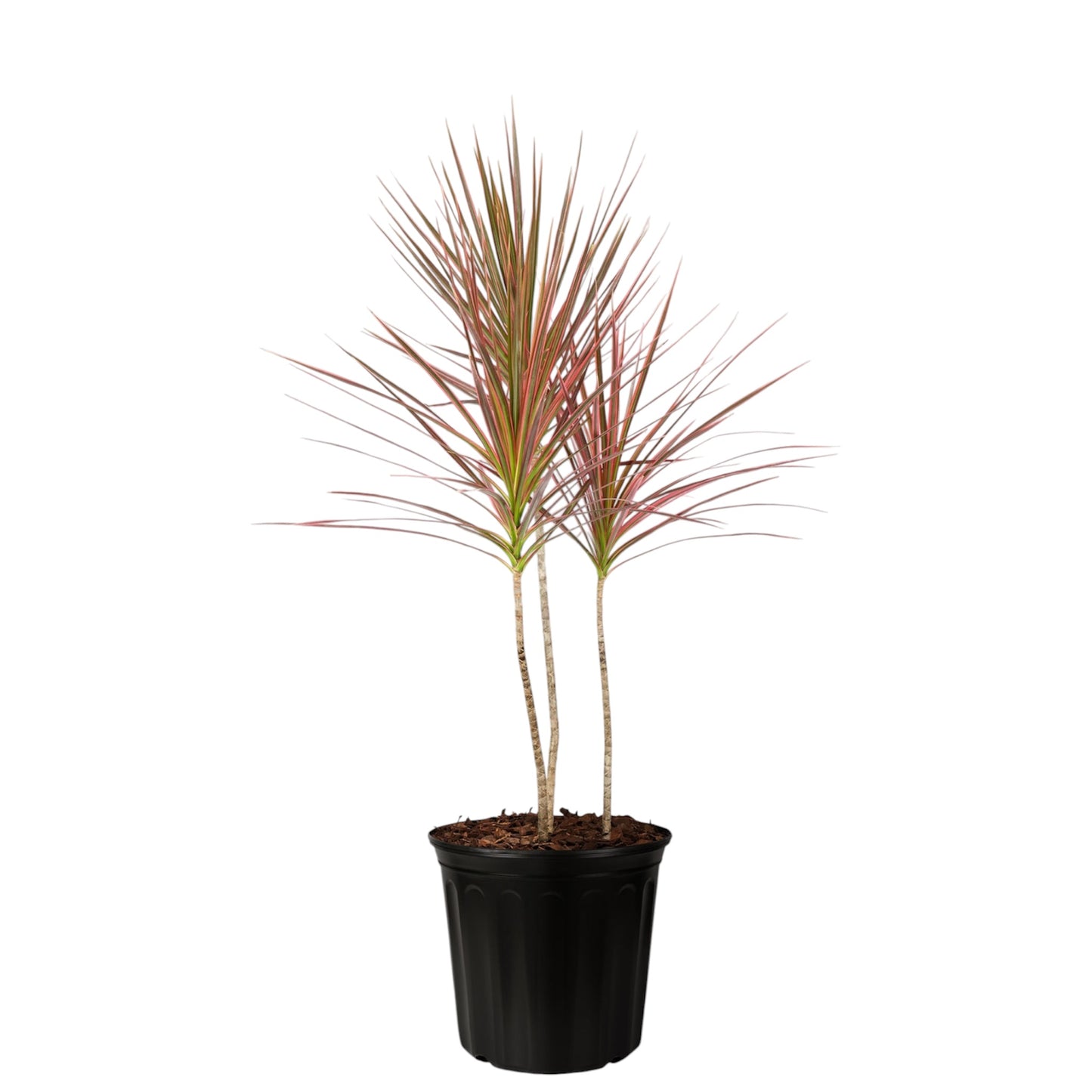 Red Dracaena Colorama Plant
