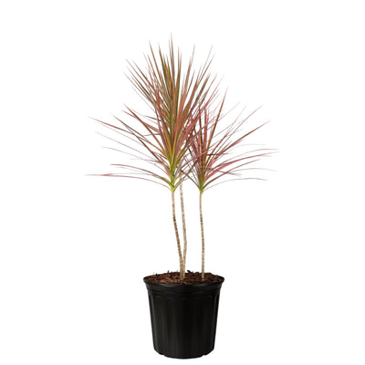 Red Dracaena Colorama Plant
