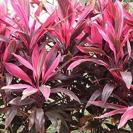Dracaena Mahatma Red Plant