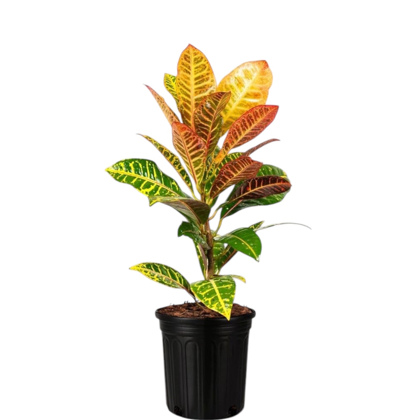 Multicolour Croton Plant