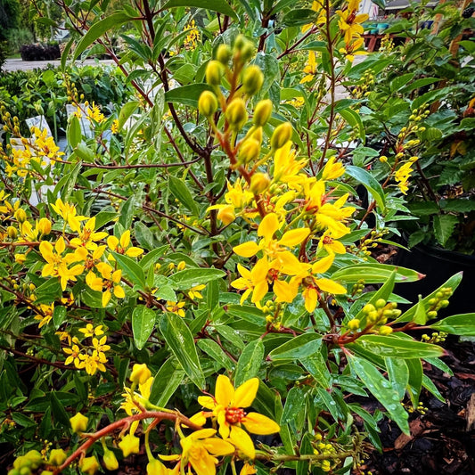 Golden Thryallis Flower Plant