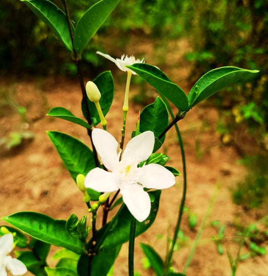 Sri Lankan Jasmine Plant