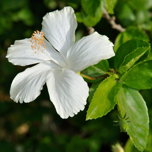 Dwarf White Hibiscus Plant (Dwarf Safed Gudhal)