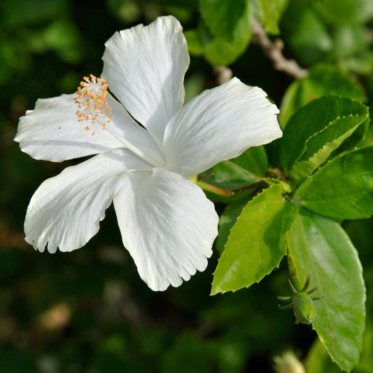 Dwarf White Hibiscus Plant (Dwarf Safed Gudhal)