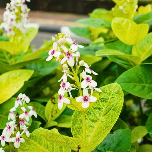 Eranthemum Yellow Plant