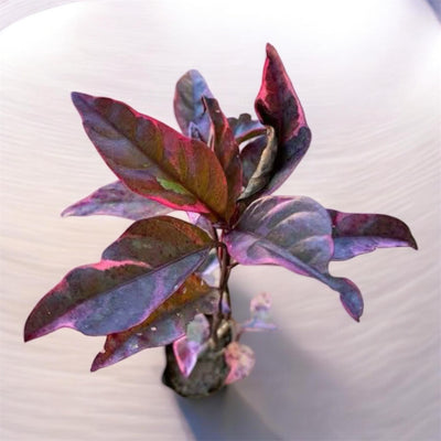 Eranthemum Purple Plant