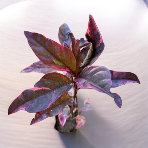 Eranthemum Purple Plant