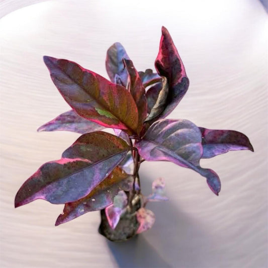 Eranthemum Purple Plant