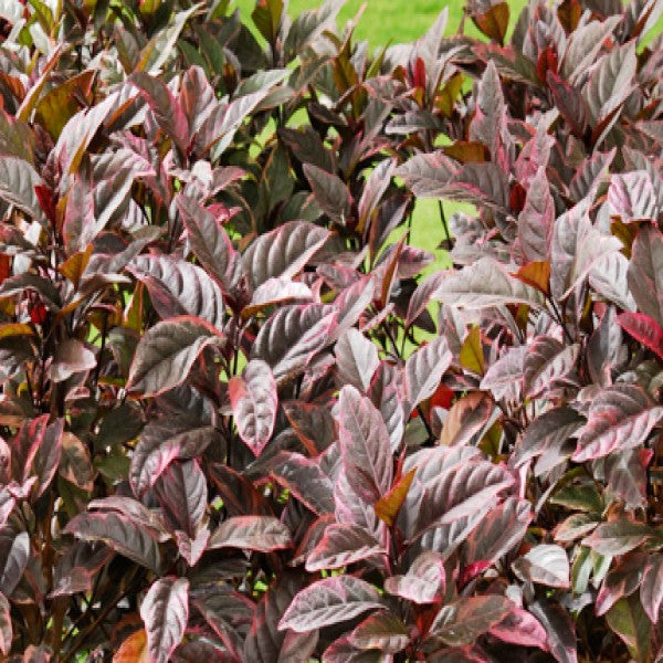 Eranthemum Purple Plant