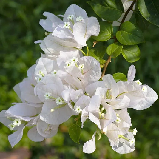 White Bougainvillea Plant (White Paper Flower)