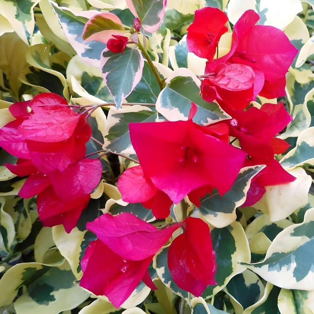 Dr Rao Variegated Red Bougainvillea Plant