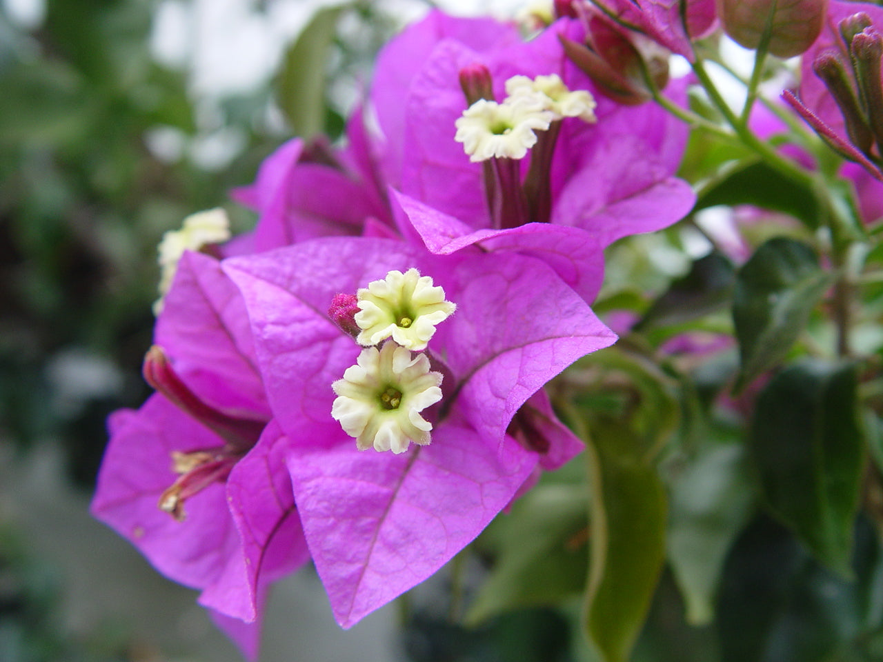 Bougainvillea glabra Plant (Purple Paper Flower)