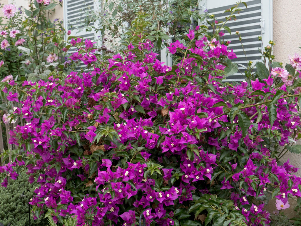 Bougainvillea glabra Plant (Purple Paper Flower)