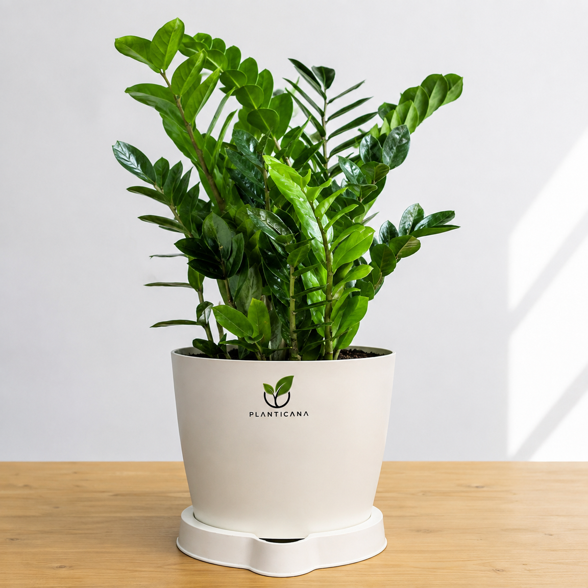 ZZ Plant with Planticana Self-Watering Pot & Tray