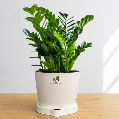 ZZ Plant with Planticana Self-Watering Pot & Tray
