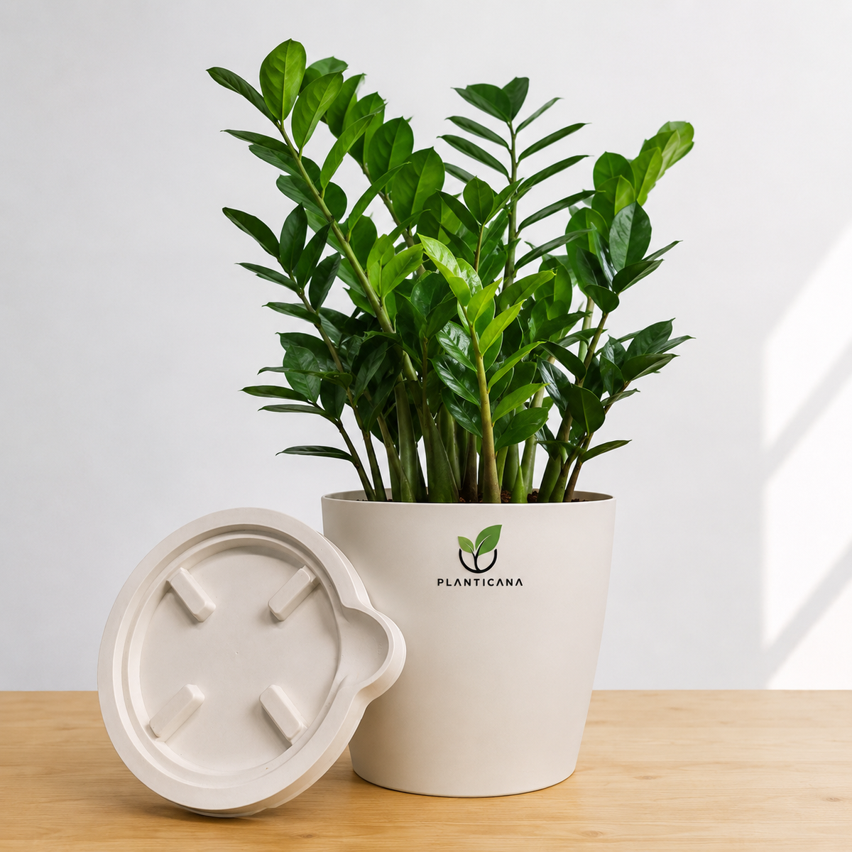 ZZ Plant with Planticana Self-Watering Pot & Tray