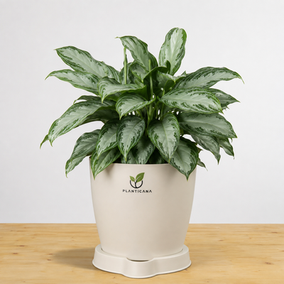 Silver Bay Aglaonema with Planticana Self-Watering Pot & Tray