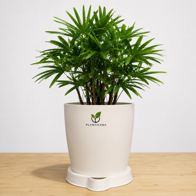 Lady Palm (Rhapis Palm) with Planticana Self-Watering Pot