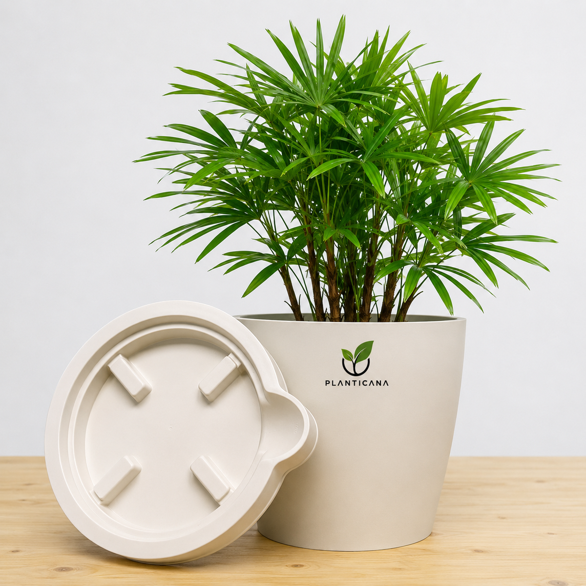 Lady Palm (Rhapis Palm) with Planticana Self-Watering Pot