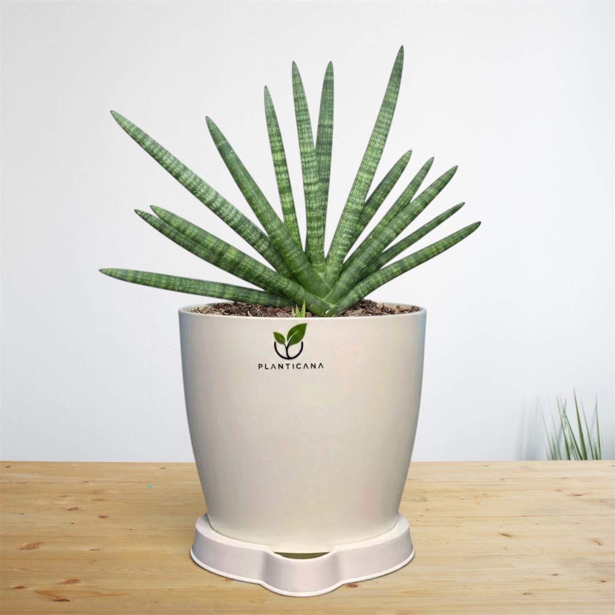 Sansevieria cylindrica ‘Boncel’ Plant with Self-Watering Pot & Tray
