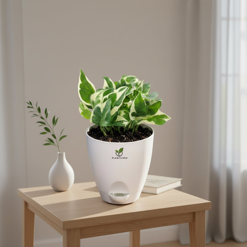 N’Joy Pothos Plant in Self-Watering Pot