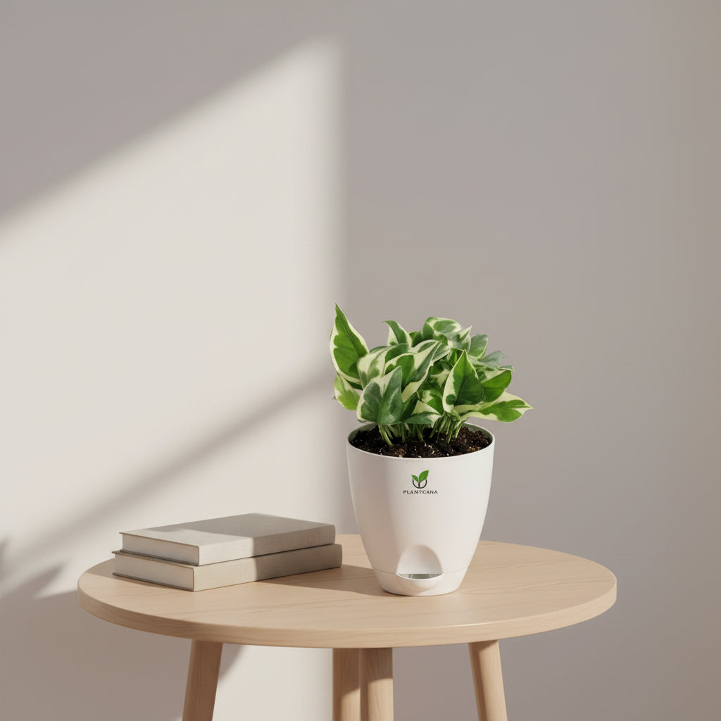 N’Joy Pothos Plant in Self-Watering Pot