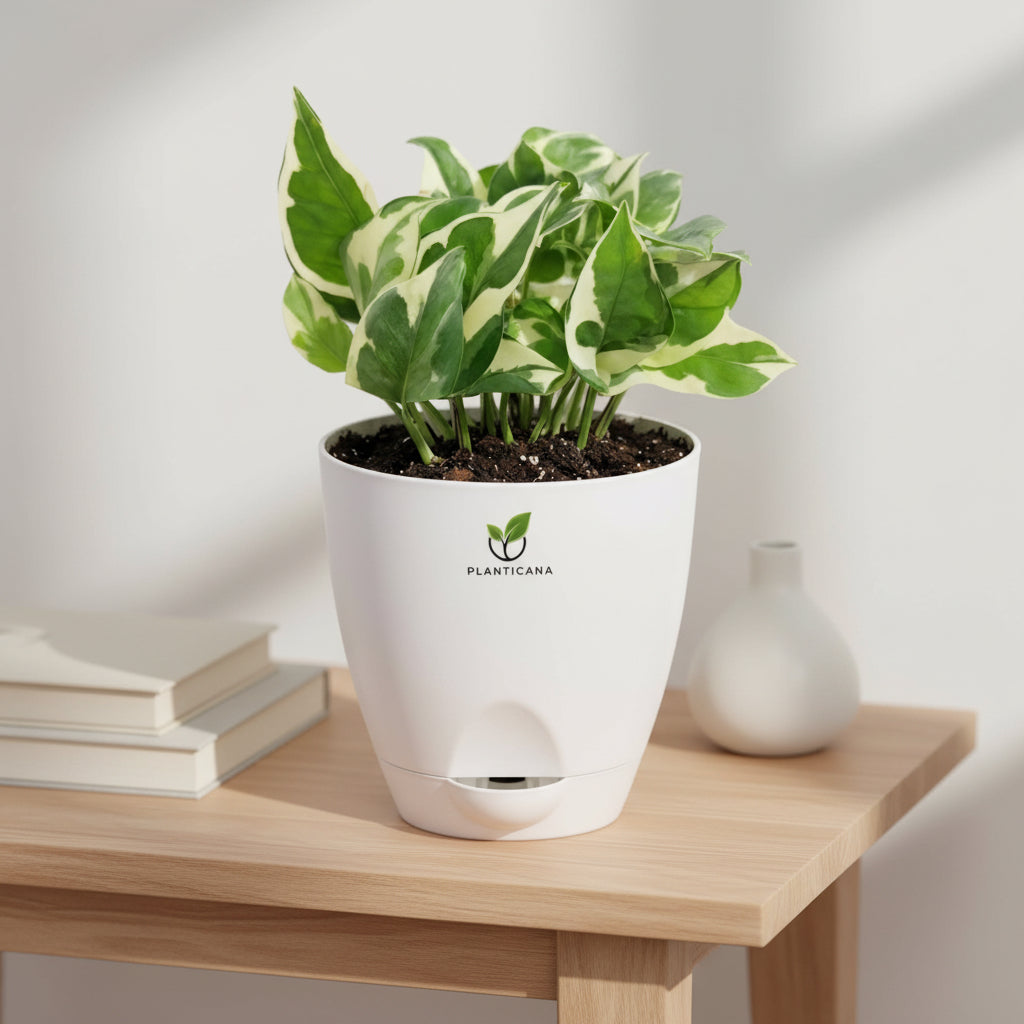 N’Joy Pothos Plant in Self-Watering Pot