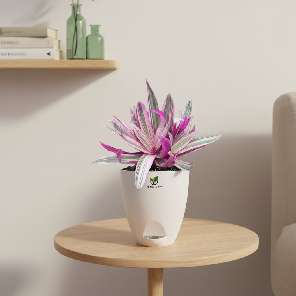 Rhoeo Tricolor Plant in Self-Watering Pot